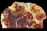 Colorful Petrified Wood (Araucarioxylon) Stand-up - Arizona #141055-1